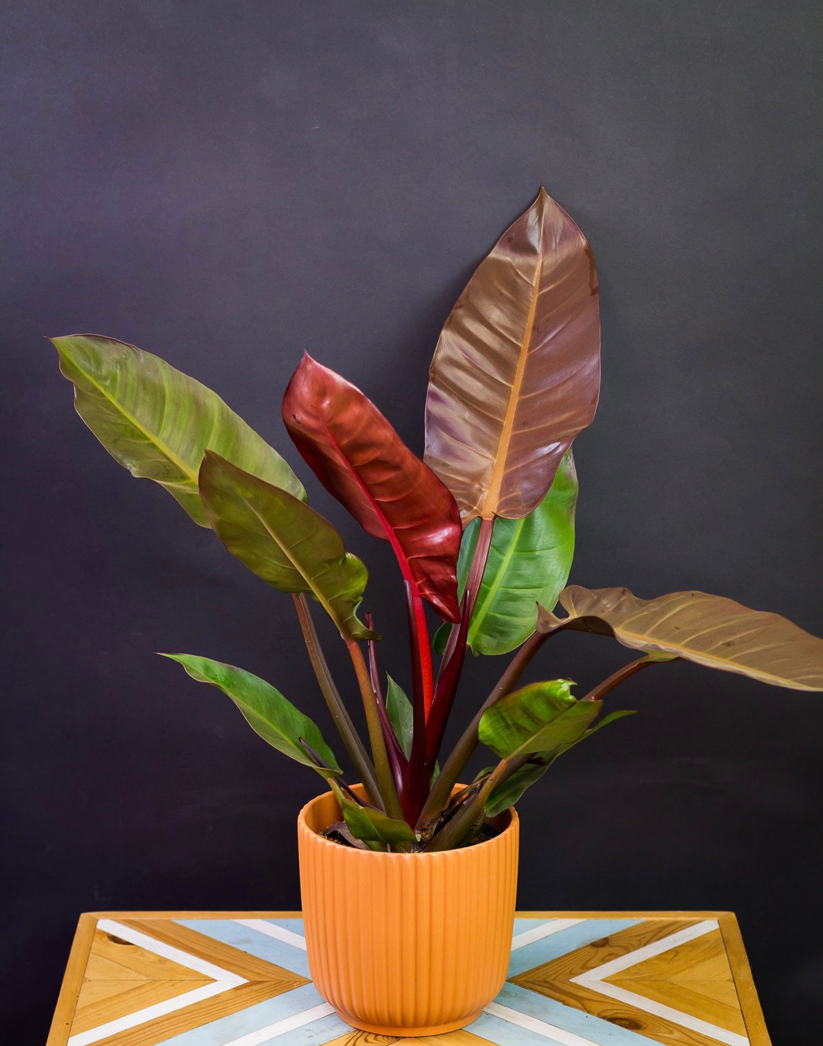 Philodendron Starfire - Plant Studio LLC