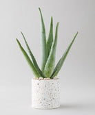 Aloe Vera - Holland - Plant Studio LLC