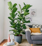 Ficus Lyrata 'Fiddle Leaf Tree' 3 Stems - Plant Studio LLC