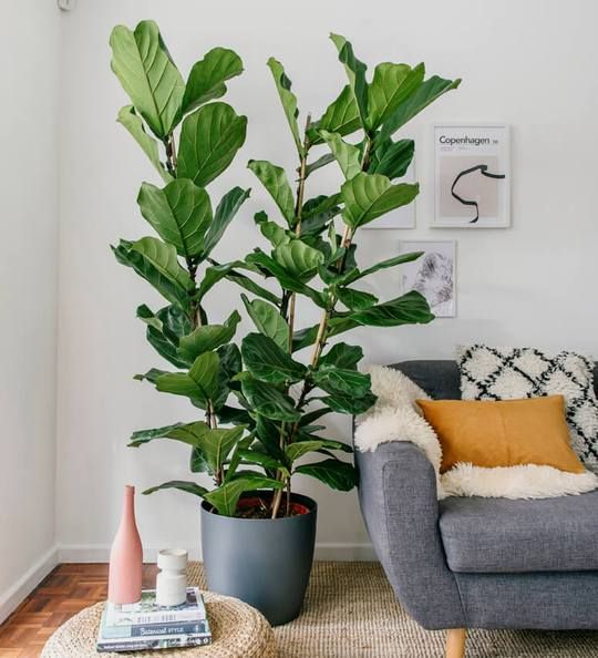 Ficus Lyrata 'Fiddle Leaf Tree' 3 Stems - Plant Studio LLC