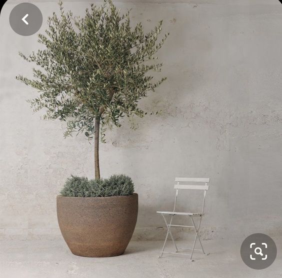Olea Europaea 'Olive Tree'