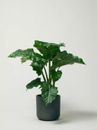 Alocasia Portodora - Small - Plant Studio LLC