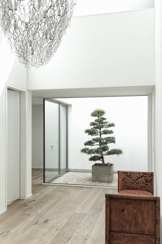 Japanese Bonsai  2.2 Meters