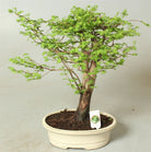 Bonsai Metasequoia 'Dawn Redwood' Thick Stem - Plant Studio LLC