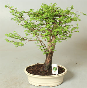 Bonsai Metasequoia 'Dawn Redwood' Thick Stem
