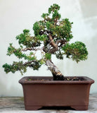 Juniper Chinensis Bonsai - Plant Studio LLC