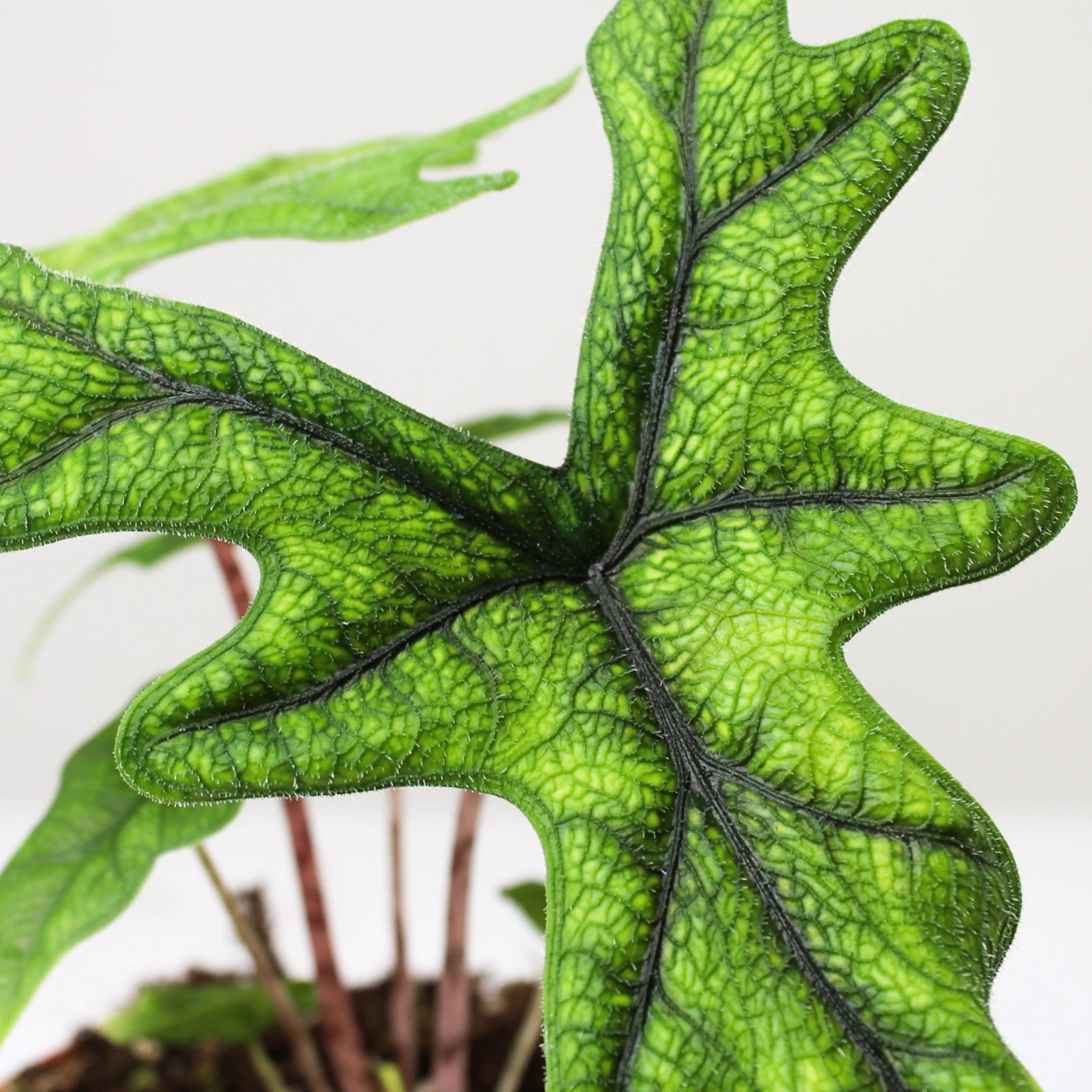 Rare Alocasia Jacklyn close up - Plant Studio LLC