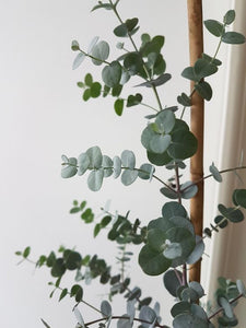 Eucalyptus Gunnii Blue Ice Tree 140-150cm