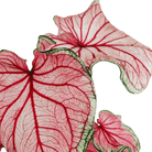 Caladium Florida Sweetheart - Plant Studio LLC