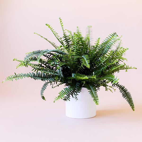 Boston Fern - Plant Studio LLC