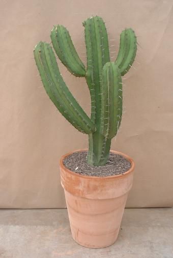Euphorbia Candelabra