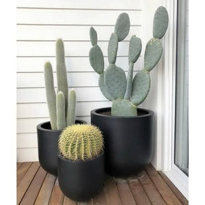 Cephalocereus Senilis 'Old Man Cactus'