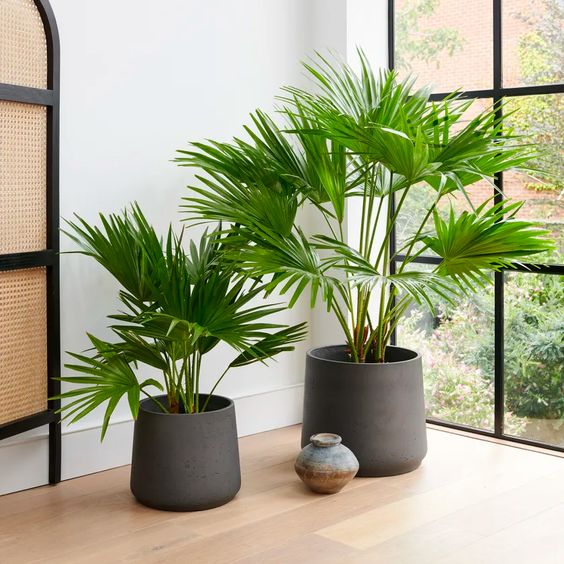 Livistonia Palm - Plant Studio LLC