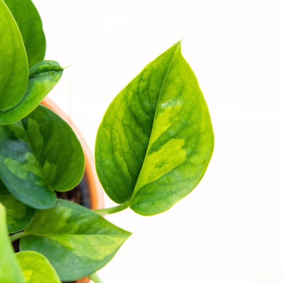 Epipremnum Global Green - Plant Studio LLC