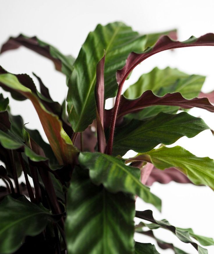 Calathea Rufibarba
