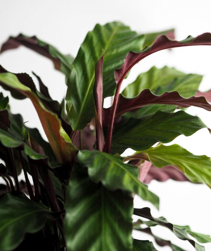 Calathea Rufibarba - Plant Studio LLC