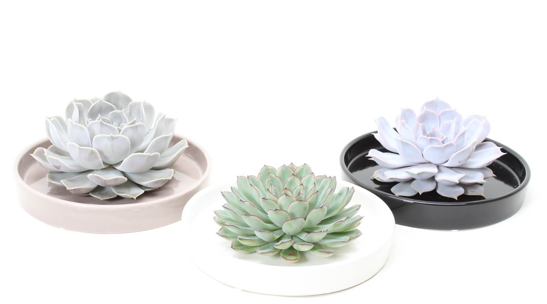 Rootless Echeveria in Pot