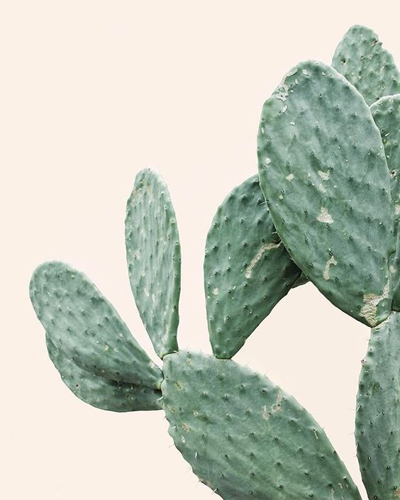 Opuntia Bunny Cactus - Plant Studio LLC