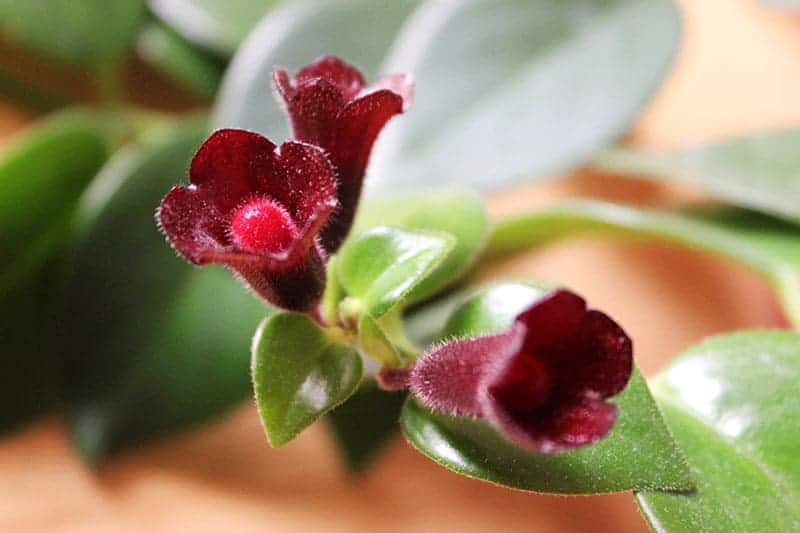 Aeschynanthus 'Japhrolepis' Mona Lisa Lipstick Plant - Plant Studio LLC