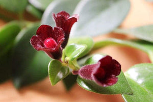 Aeschynanthus 'Japhrolepis' Mona Lisa Lipstick Plant
