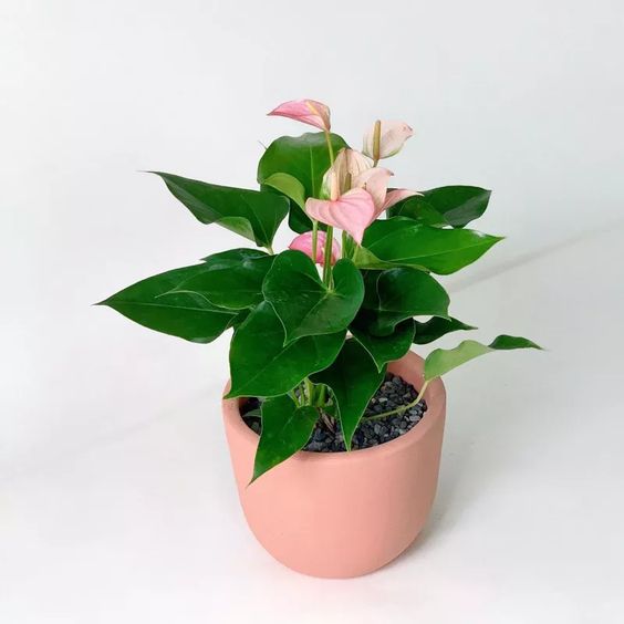 Anthurium Pink - Plant Studio LLC