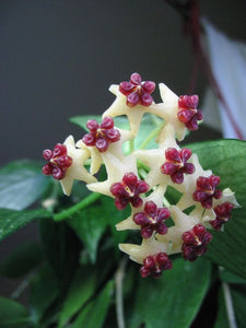 Hoya Polyneura 'Fish Tail'