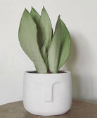 Sansevieria Moonshine - Plant Studio LLC