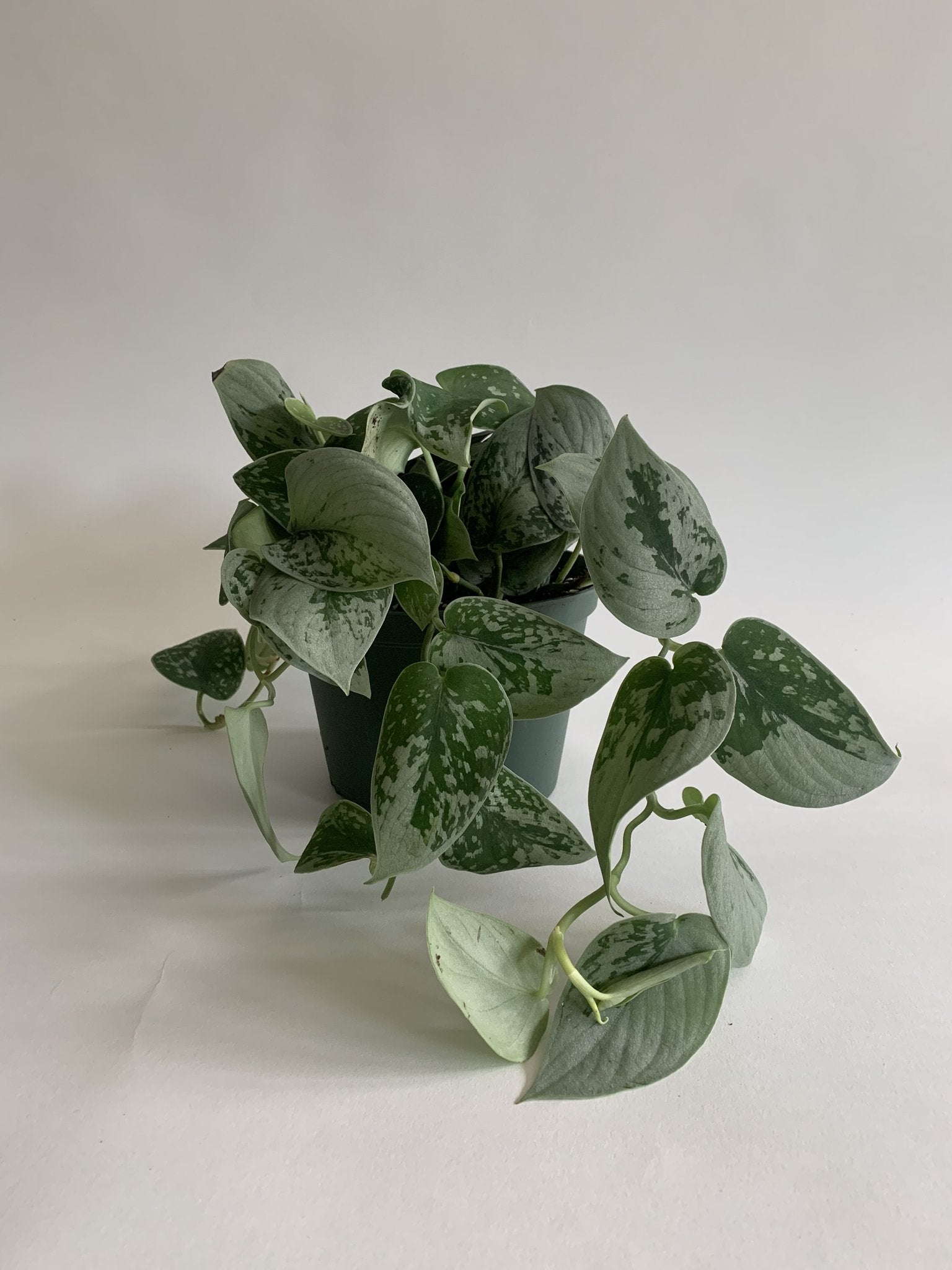 Scindapsus Pictus Silvery Ann
