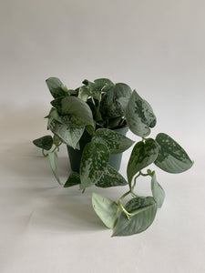 Scindapsus Pictus Silvery Ann