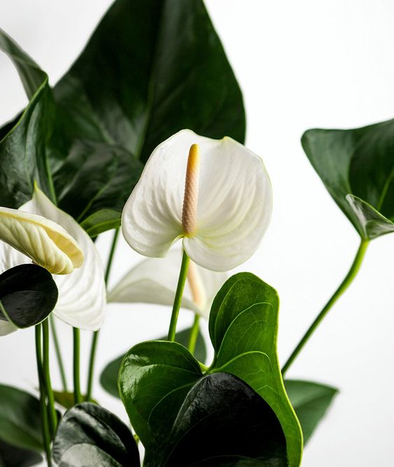 Anthurium White - Plant Studio LLC