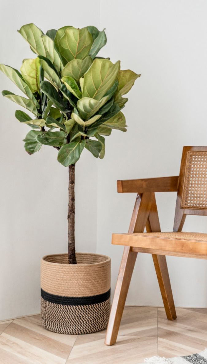 Ficus Lyrata 'Fiddle Tree'