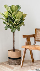 Ficus Lyrata 'Fiddle Tree'