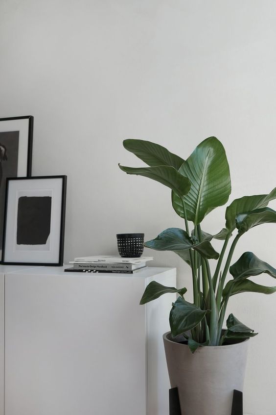 Strelitzia Nicolai Bird of Paradise - Plant Studio LLC