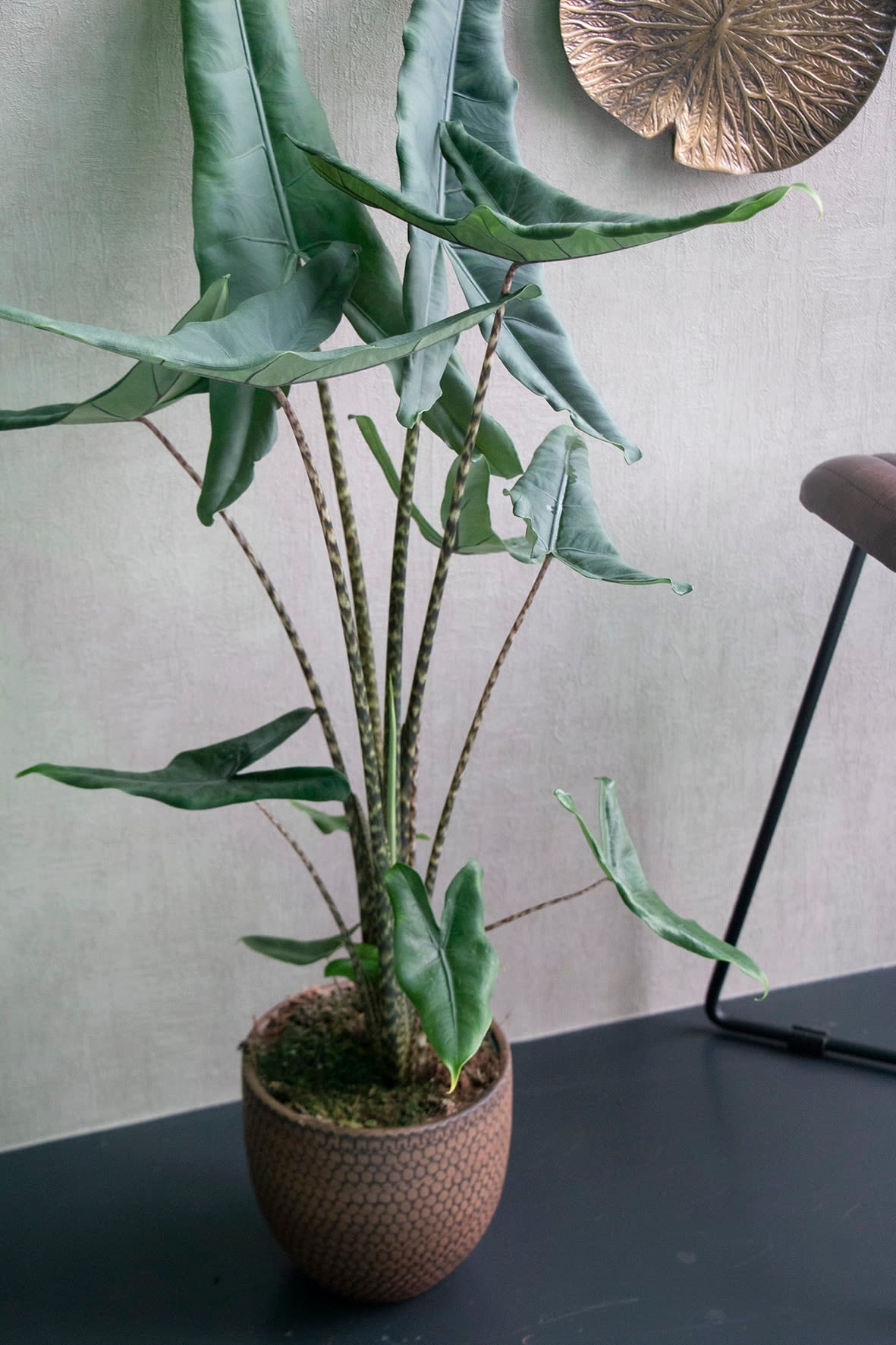 Alocasia Zebrina Tigrina - Plant Studio LLC