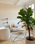 Ficus Lyrata - Branched 'Fiddle Tree' Thick Trunk - Plant Studio LLC