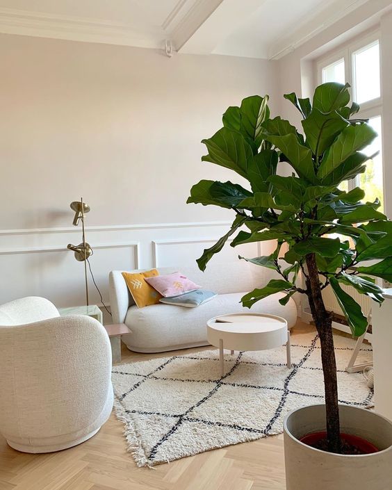 Ficus Lyrata - Branched 'Fiddle Tree' Thick Trunk - Plant Studio LLC