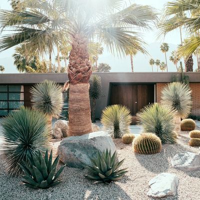 Echinocactus Grusonii 'Golden Barrel Cactus' - Plant Studio LLC