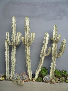 Rare Variegated Euphorbia Ingens (White Cactus)