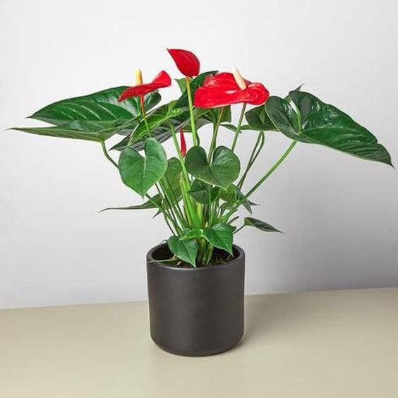Anthurium Red - Plant Studio LLC