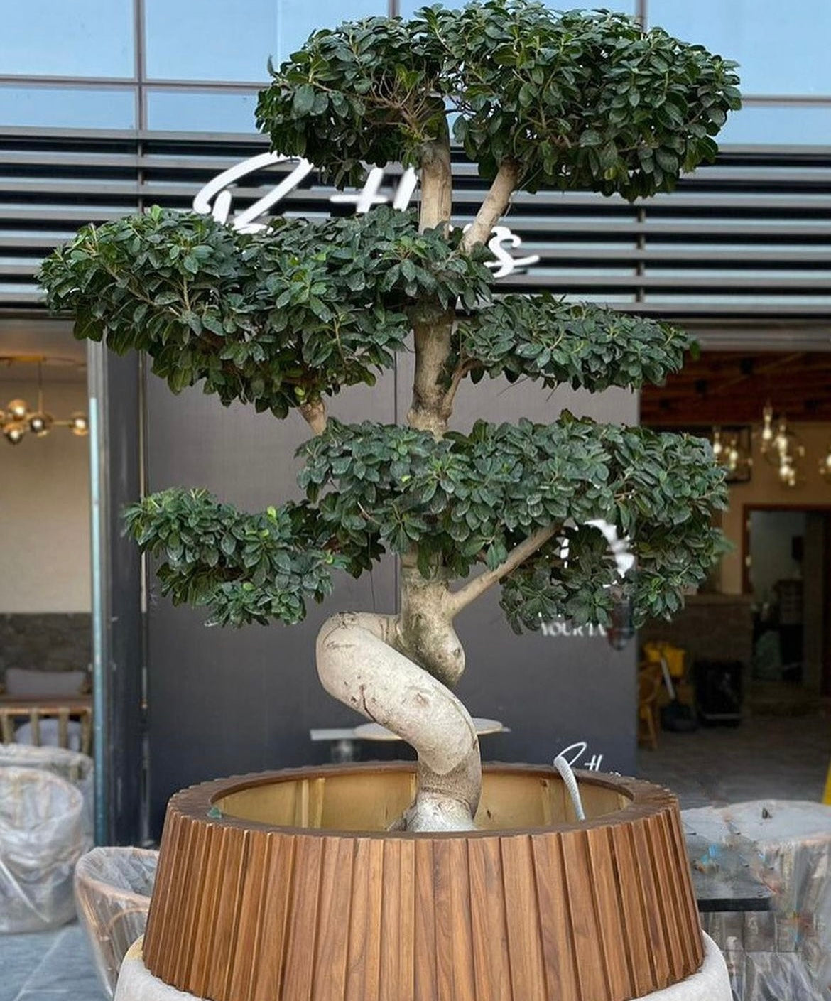 Ficus Macrophylla Bonsai - Plant Studio LLC