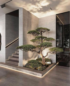 Japanese Bonsai  2.2 Meters