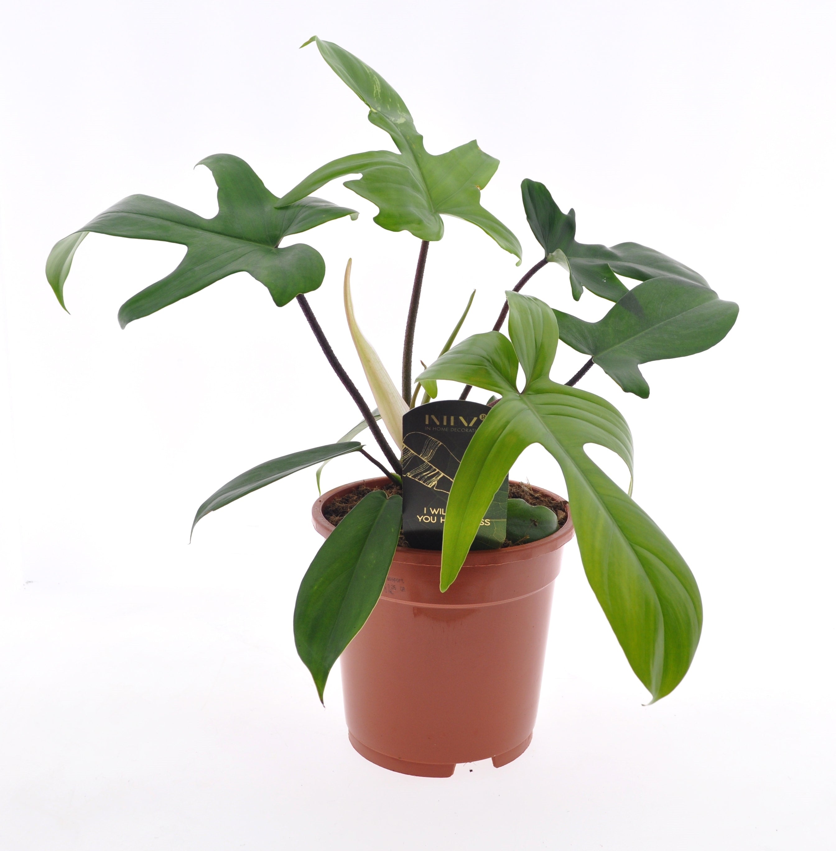 Philodendron Florida Green - Plant Studio LLC