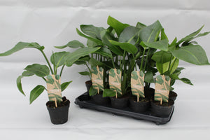 Strelitzia Nicolai 'Bird of Paradise' Small