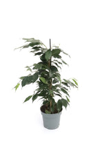 Ficus Benjamina 'Weeping Fig' - Plant Studio LLC