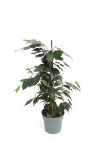 Ficus Benjamina 'Weeping Fig'