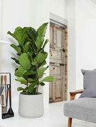 Fiddle Leaf Tree - Plant Studio LLC