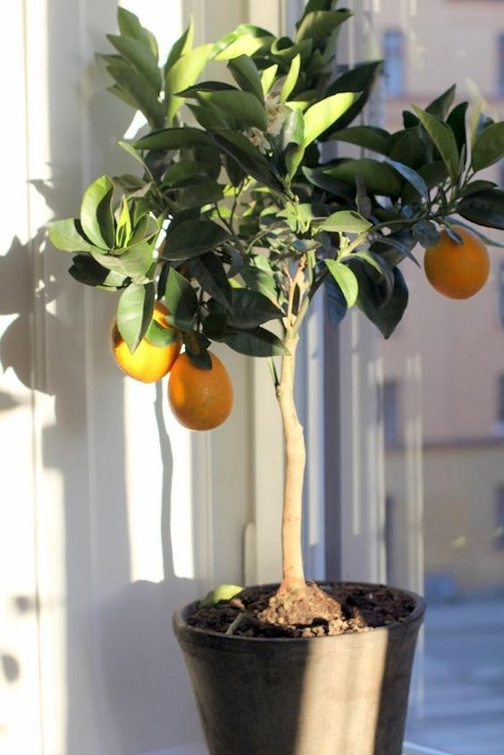 Citrus Lemon Meyer Tree - Dwarf