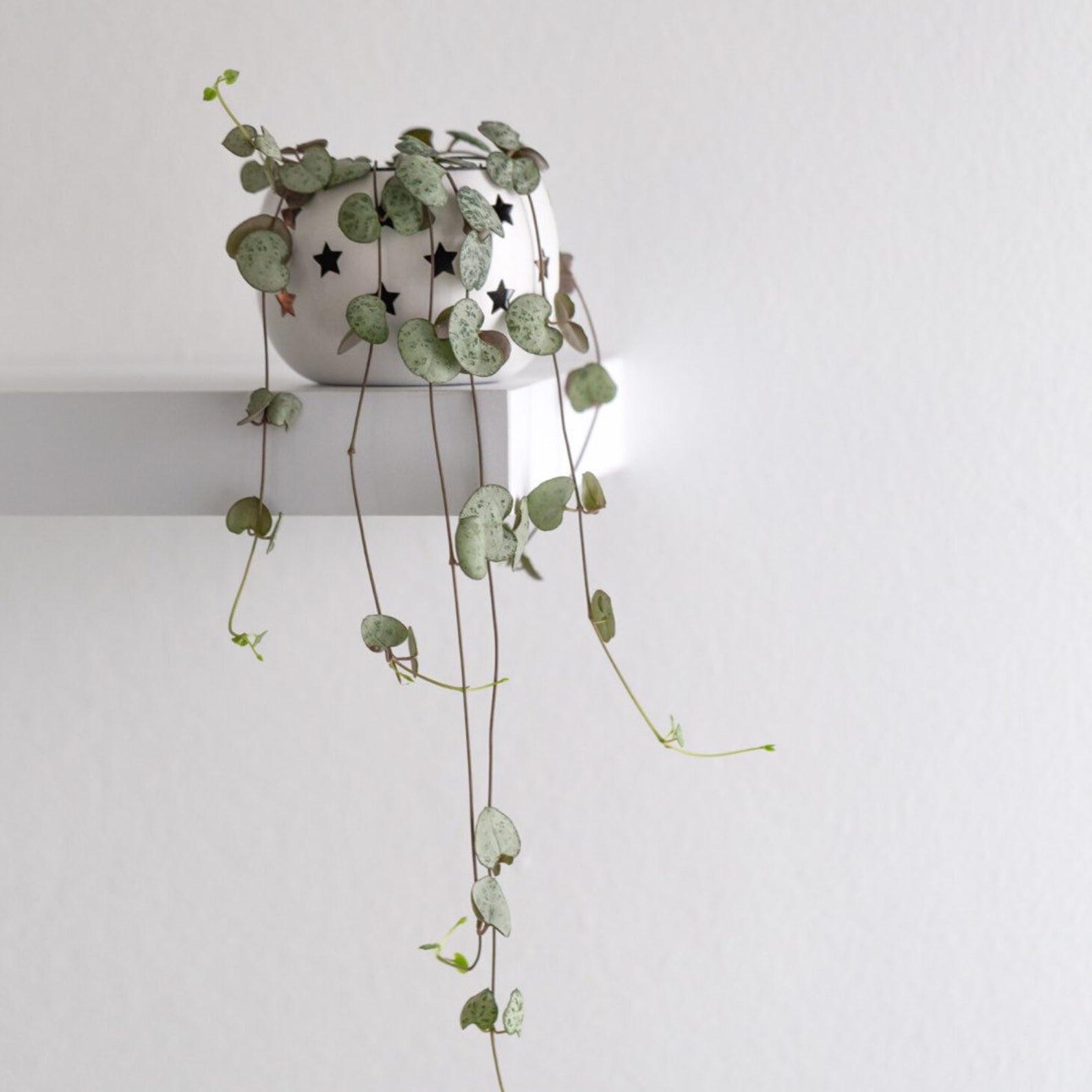 Ceropegia Woodii 'String of Hearts' mini