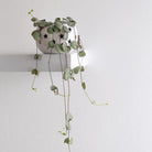 Ceropegia Woodii 'String of Hearts' mini - Plant Studio LLC