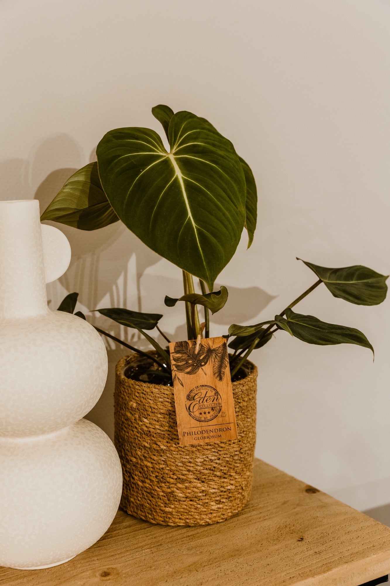 Rare Philodendron Gloriosum